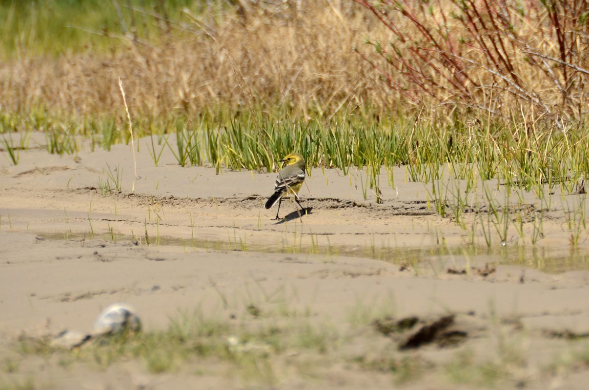 17 Small Yellow Bird At Kulquin Bulak Camp In Shaksgam Valley On Trek To Gasherbrum North Base Camp In China 